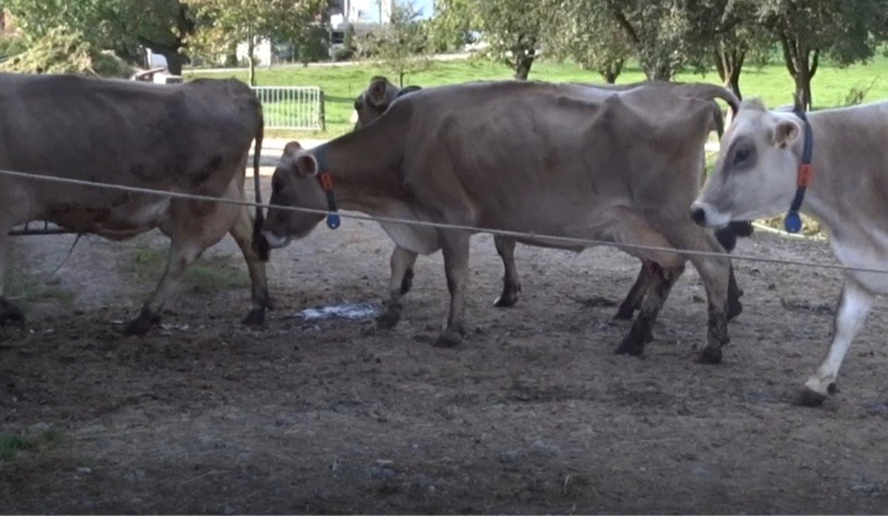 Eine gezielte Lahmheitsbeobachtung ist wichtig. Hier sind zwei nicht lahme Kühe (gerade Rückenlinie im Gehen) sowie in der Mitte eine lahme Kuh mit gekrümmtem Rücken und tief gehaltenem Kopf zu beobachten.  Bild: Iwan Locher