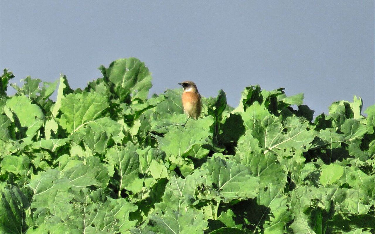 Schwarzkehlchen, Braunkehlchen, Wiesenpieper und Rohrammern fressen Erdflöhe und Rübsenblattwespen-Larven in Rapsfeldern.