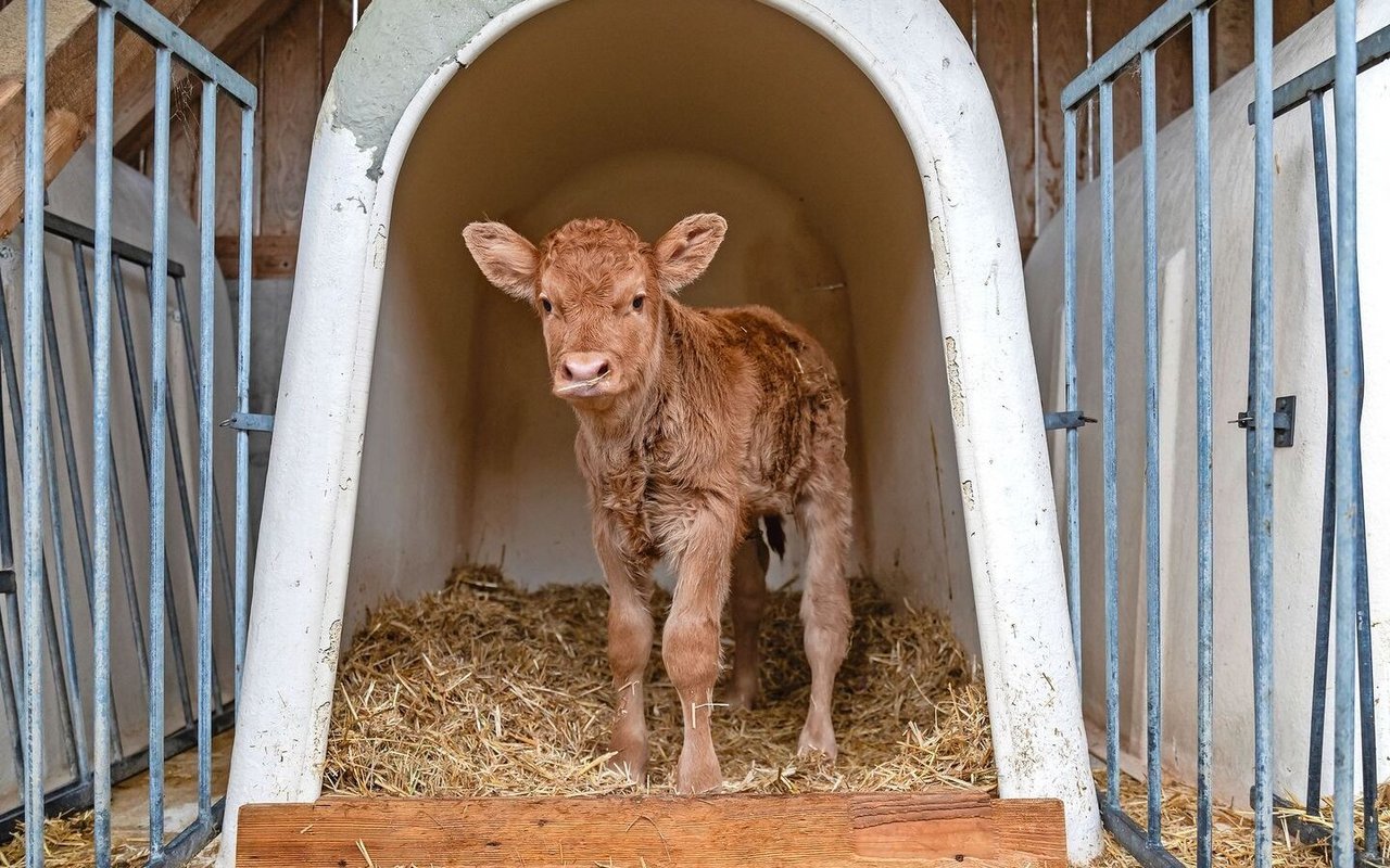 Kälberiglus sind kostengünstig, mobil, leicht händelbar und gut zu reinigen sind, bieten aber ohne zusätzliche Massnahmen keinen Schutz bei höheren Temperaturen.