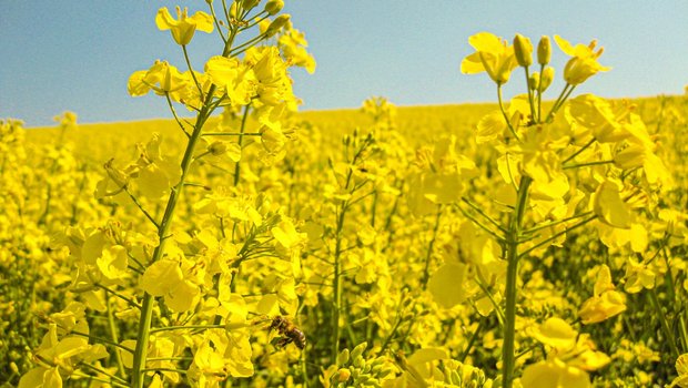 Der Anbauablauf weist für die beiden Ölsaaten Sonnenblumen und Raps grosse Unterschiede auf. Speziell die Ernte kann bei beiden Kulturen mitunter heikel sein.