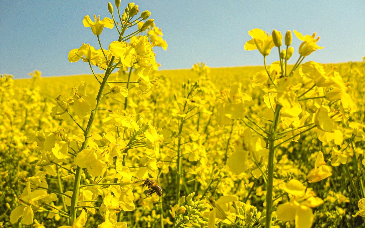 Der Anbauablauf weist für die beiden Ölsaaten Sonnenblumen und Raps grosse Unterschiede auf. Speziell die Ernte kann bei beiden Kulturen mitunter heikel sein.