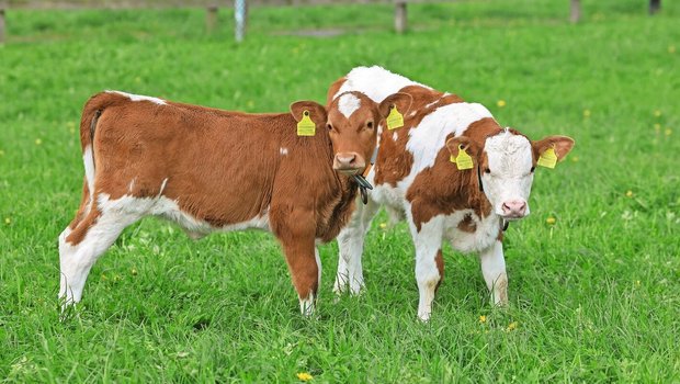 Damit Kälber gut gedeihen, brauchen sie genügend Selen. 