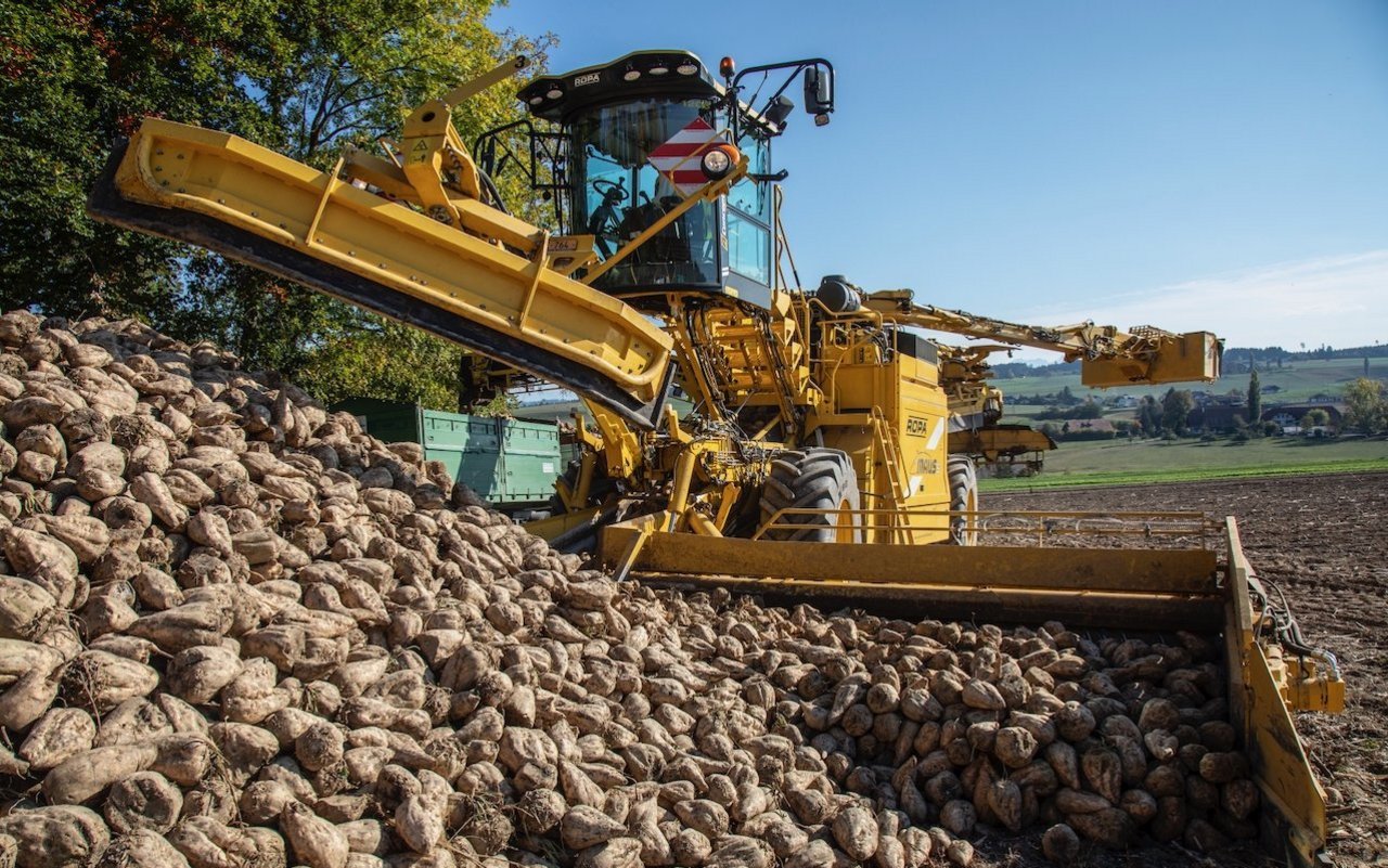 Eine riesige Erntemaschine für Zuckerrüben im Einsatz.