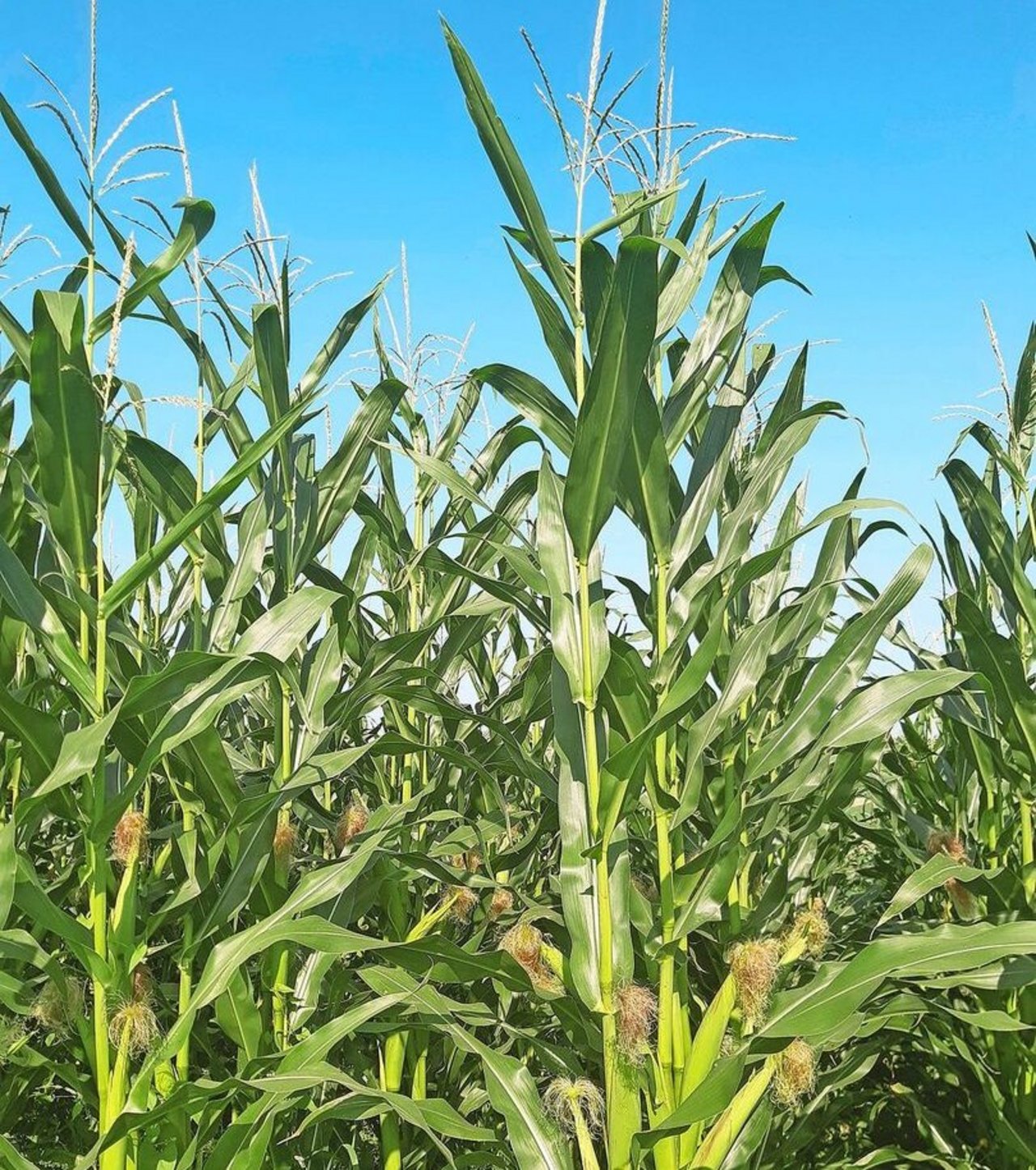 Mitte August 2025 ist der Mais schön hochgewachsen.
