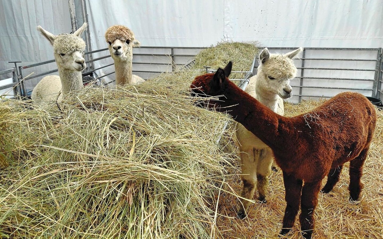 Auch etwas exotischere Tiere waren am Sommet anzutreffen. 