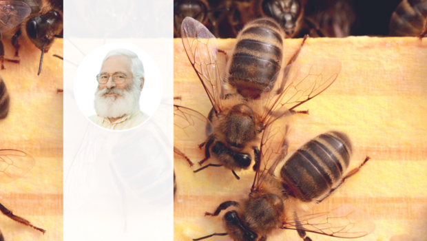 Porträt von Hans Jäckle, im Hintergrund sind krabbelnde Dunkle Bienen zu sehen.