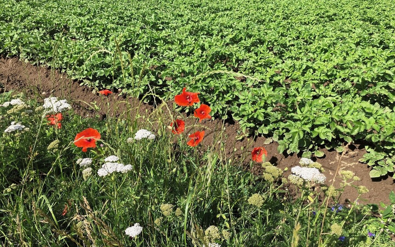 Um Abdrift von konventionellen auf biologische Parzellen zu vermeiden, sollten Grenzen sinnvoll gestaltet werden, wie hier mit Nützlingsstreifen.