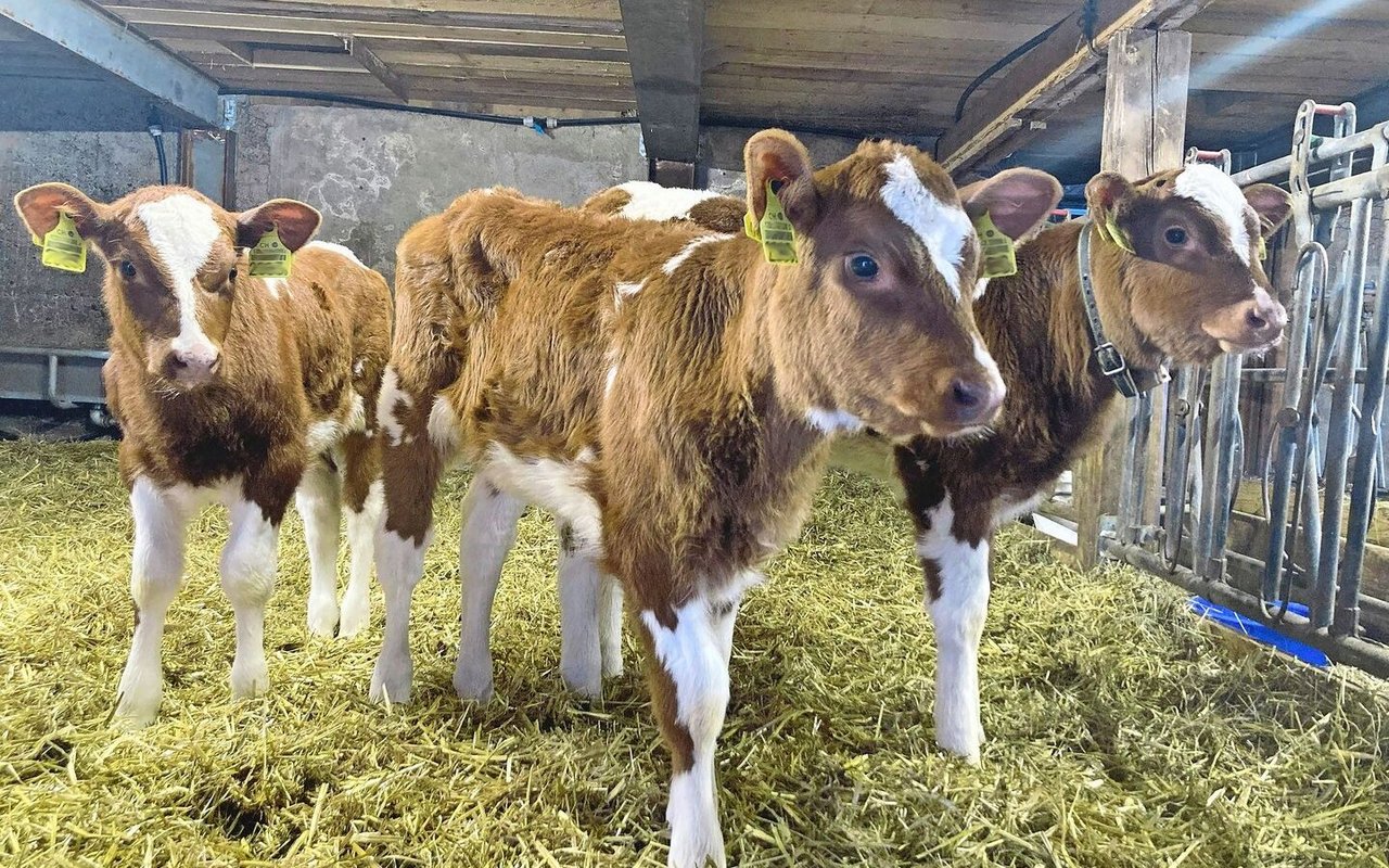 Im Winter kommen besonders viele Risikofaktoren für Kälber zusammen, die sich direkt auf Tiergesundheit und Erfolg der Aufzucht auswirken können.
