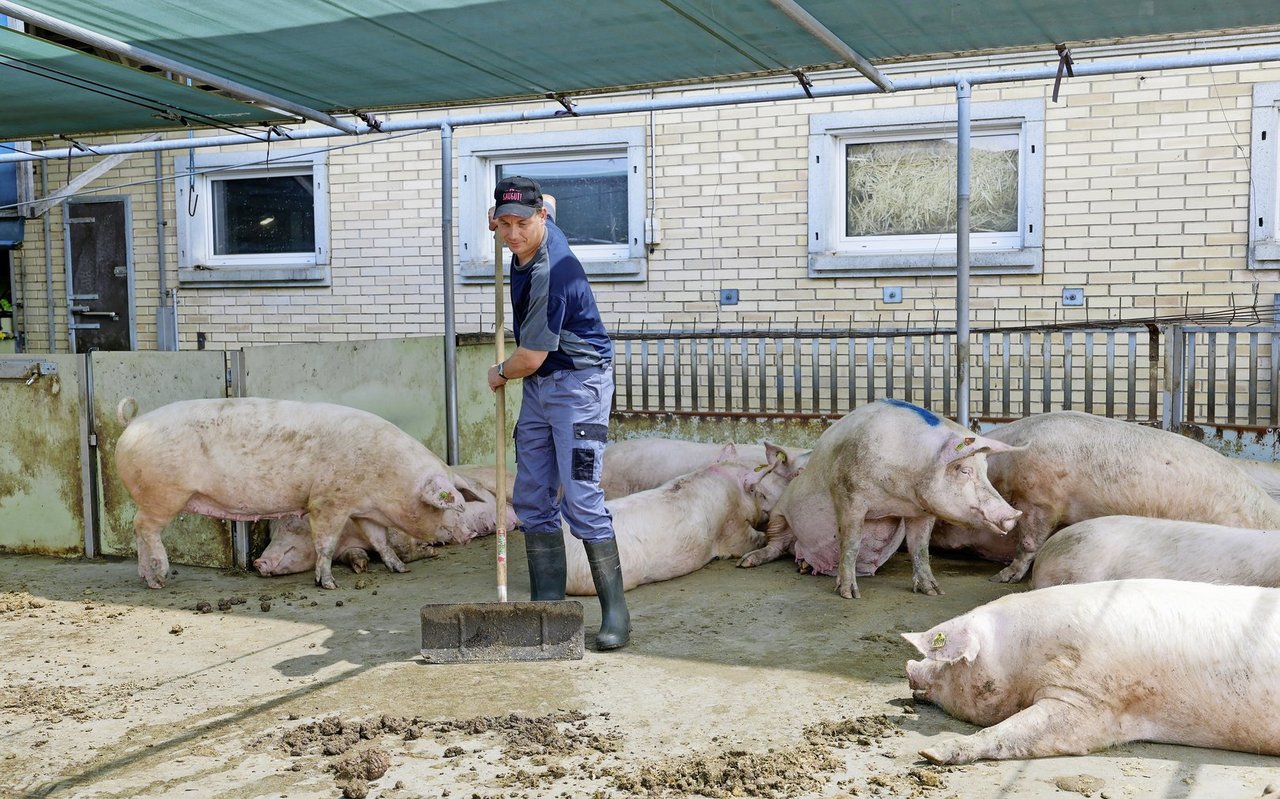 Landwirt Urs Wyss ist Betriebsleiter eines Deck-/Wartebetriebs in Alchenstorf BE. Der Betrieb ist seit 1999 Teil eines AFP-Rings.
