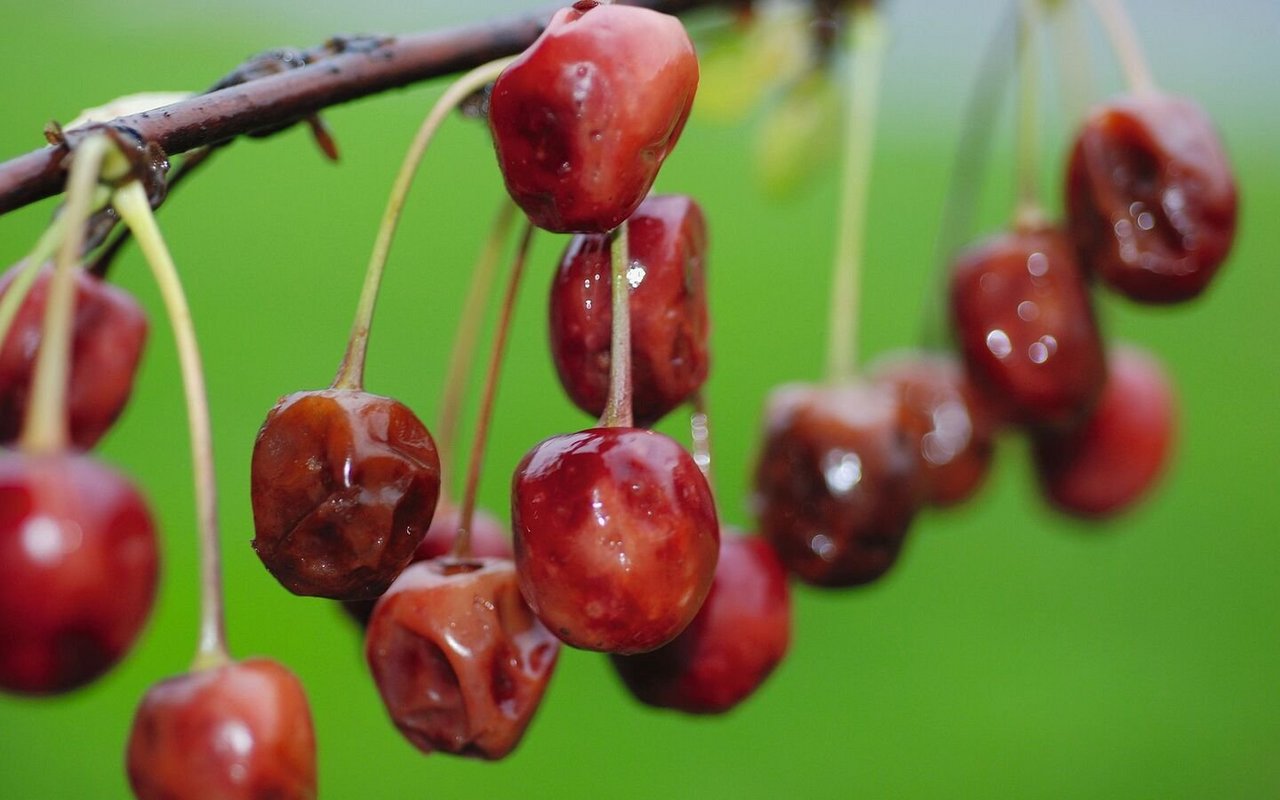 Nach wie vor gibt es keine wirklich neuen Rezepte, um die Kirschessigfliege wirksam zu kontrollieren.Bild: Philipp Gut