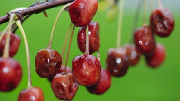 Nach wie vor gibt es keine wirklich neuen Rezepte, um die Kirschessigfliege wirksam zu kontrollieren.Bild: Philipp Gut