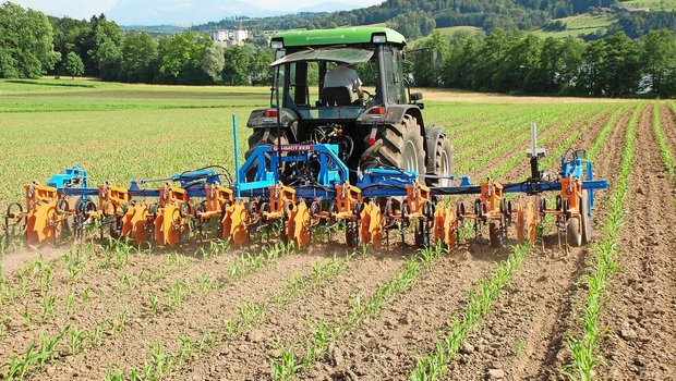 Das Hackgerät ist mit Gänsefussscharen, Schutzscheiben und Kamerasteuerung ausgerüstet. Die Schutzscharen schützen die Maispflanzen vor dem Verschütten. 