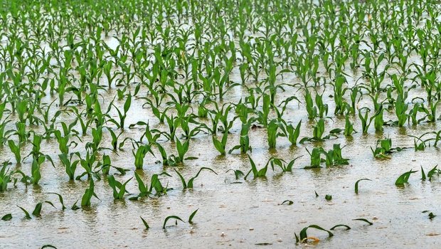 Wenn ein Starkregen das Maisfeld unter Wasser setzt, kann eine Versicherung den Ertragsausfall abfedern. Unabdingbar ist aber, dass die gute landwirtschaftliche Praxis umgesetzt und zum Beispiel Verdichtung vermieden wird.