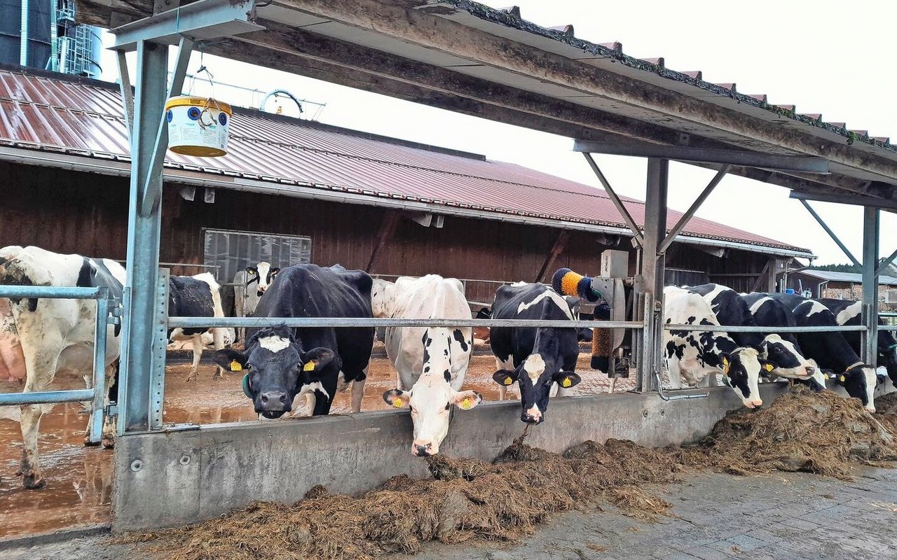 Milchproduktion (in einer Tierhalter-Gemeinschaft) ist der wichtigste Betriebs-zweig  von Rico Kägi.