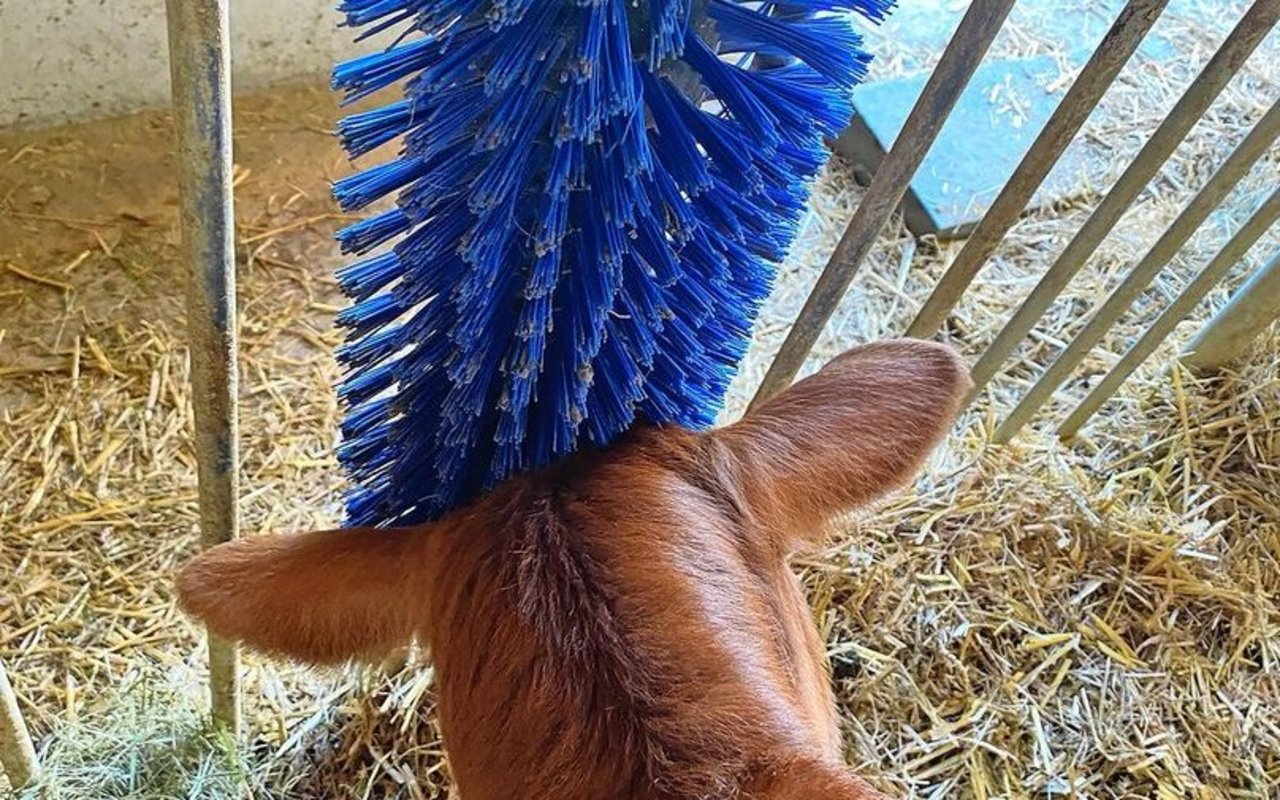 Fest installierte Kratzbürsten sind für Kälber ein sinnvolles Beschäftigungsmaterial, das Komfort bietet und zum Spielen anregt.