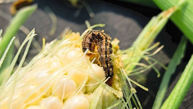 Der Baumwollkapselwurm kann auch Mais befallen, ist aber nicht so einfach mit Trichogramma bekämpfbar wie der Maiszünsler.