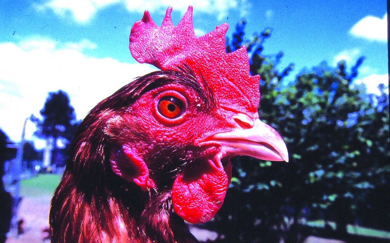 Legehenne mit unbehandelter, scharfer Schnabelspitze. 