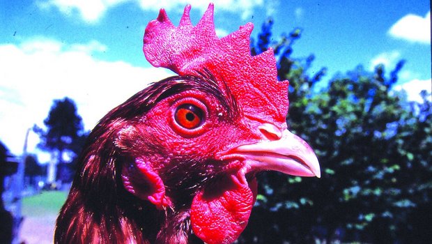 Legehenne mit unbehandelter, scharfer Schnabelspitze. 