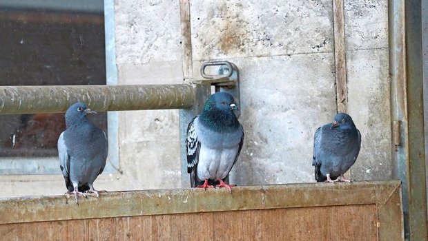 Drei Tauben sitzen vor dem Stall auf einer Mauer.