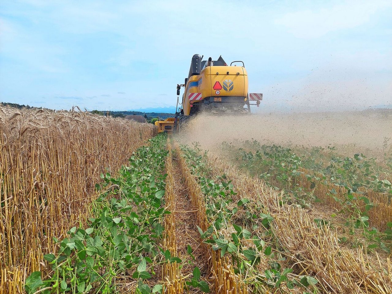 Hier wurde der Weizen zu tief geerntet und das Soja beschädigt. 