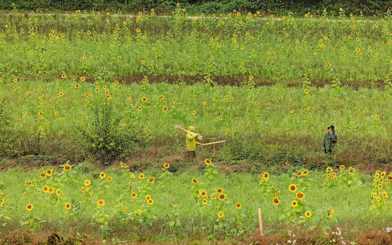 Marc Frühauf hat bereits streifenförmige Acker-BFF zwischen den Flächen angelegt, mit der Idee, Erosion zu vermindern und Wasser zu speichern. Jetzt sollen hier Keylines mit Agroforst entstehen. 