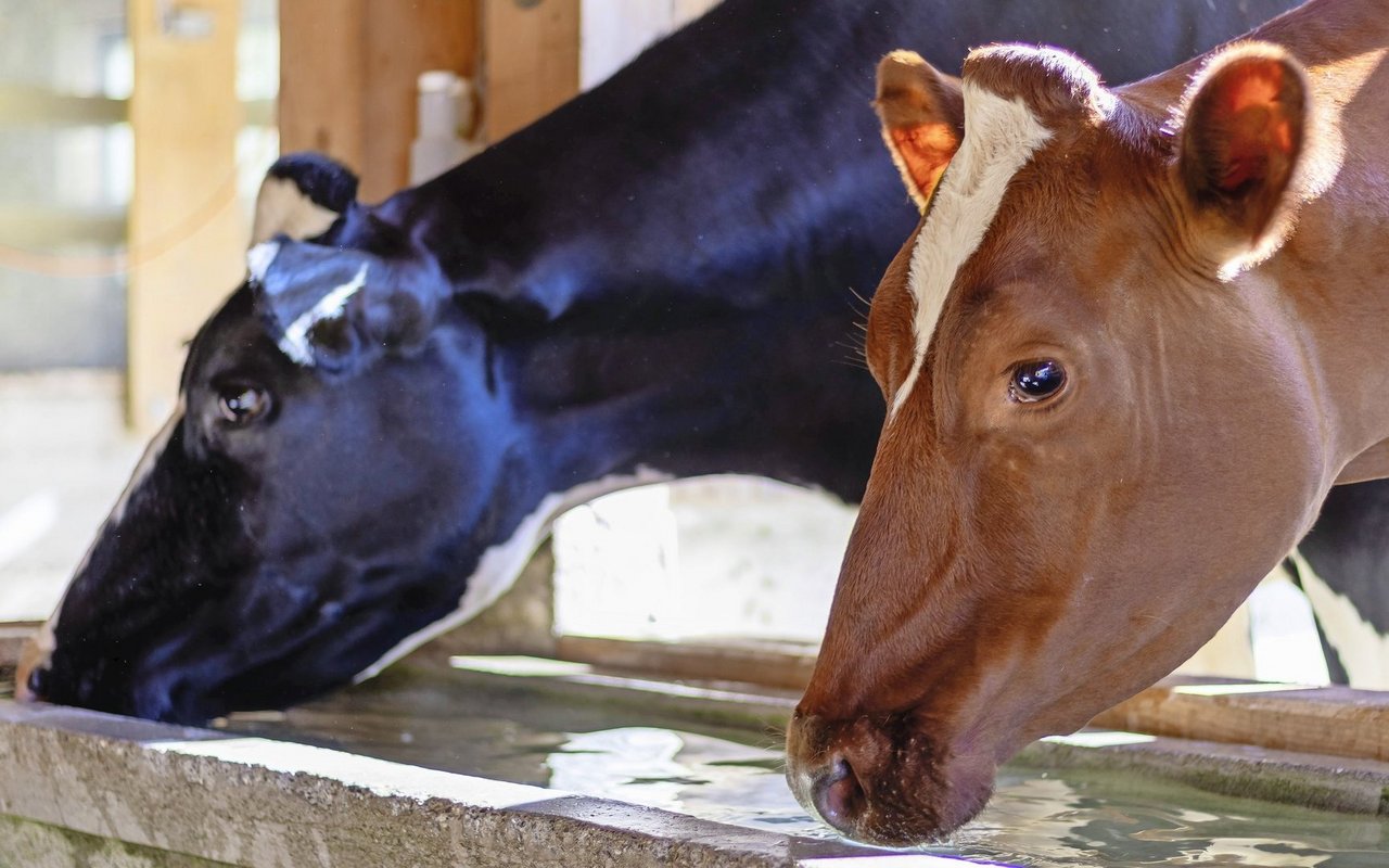 Die Sicherstellung einer konstanten und leicht zugänglichen Wasserversorgung ist eine wichtige Massnahme, um Hitzestress vorzubeugen.