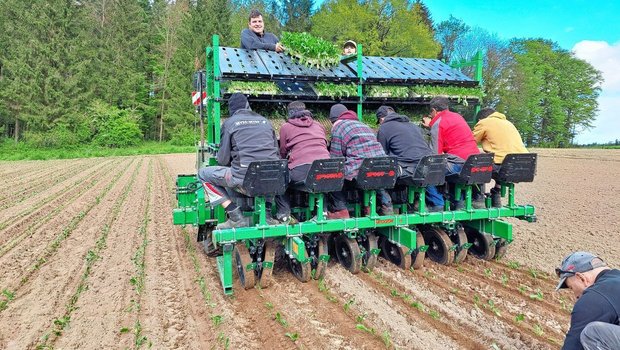 Christian Mollet (oben auf der Maschine) setzt Bio-Zuckerrüben bei sich und im Lohn. Dazu braucht es sechs Leute auf der Maschine, welche die Setzlinge in die Setzkörper legen. Eine Person kontrolliert hinter der Maschine die Pflanzabstände und pflanzt bei Bedarf noch Setzlinge in die Lücken.