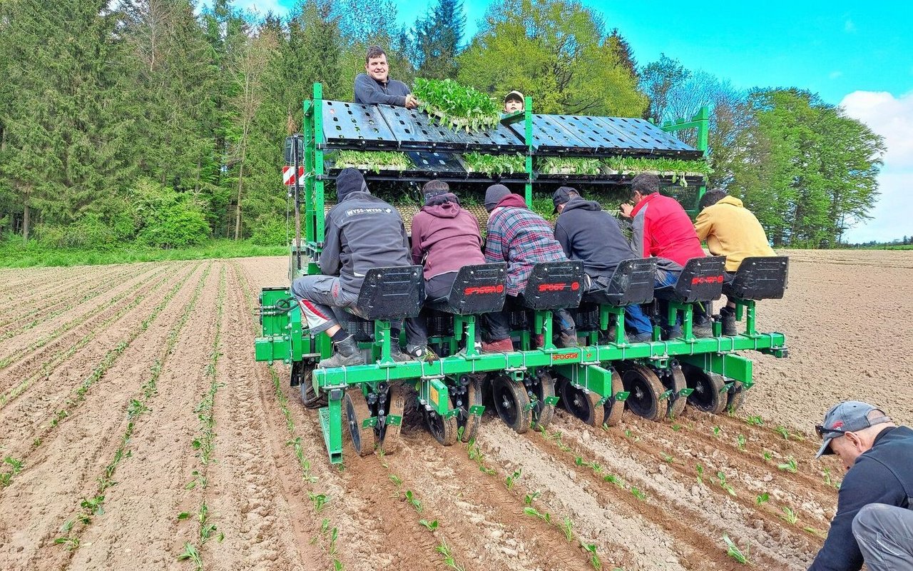 Christian Mollet (oben auf der Maschine) setzt Bio-Zuckerrüben bei sich und im Lohn. Dazu braucht es sechs Leute auf der Maschine, welche die Setzlinge in die Setzkörper legen. Eine Person kontrolliert hinter der Maschine die Pflanzabstände und pflanzt bei Bedarf noch Setzlinge in die Lücken.